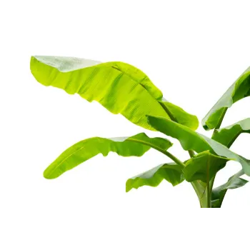 Natural Banana Plants
